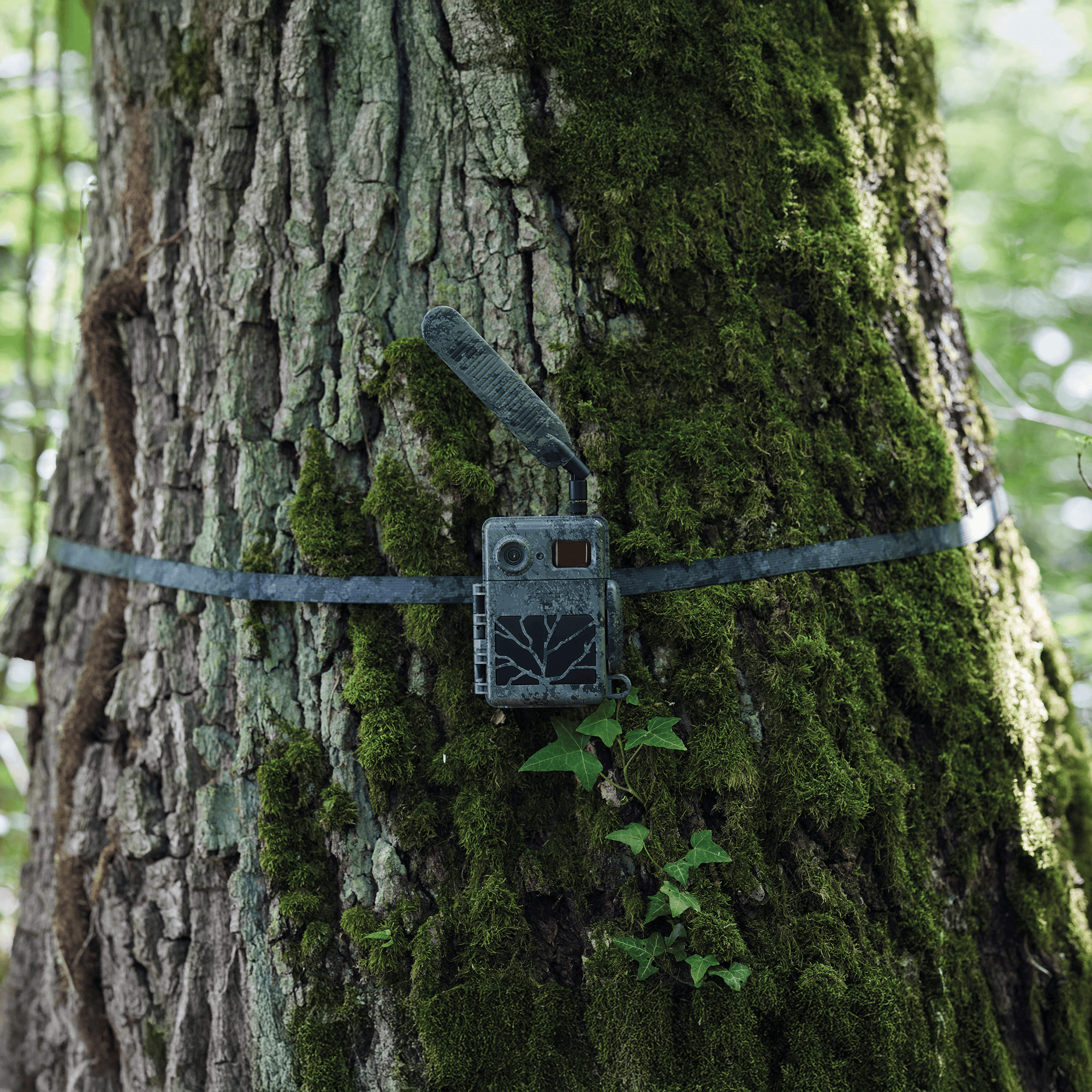 ZEISS Secacam Sangle de fixation d'arbre (Lot de 2)